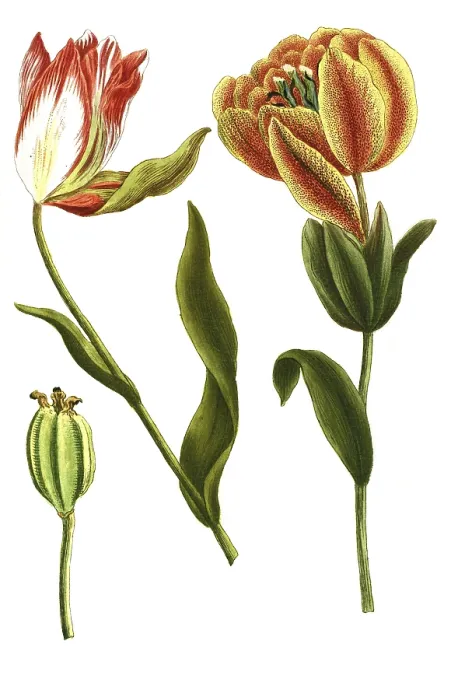 Framed Print : Tulips, Tulipa serotina, illustration Framed Print : Tulips, Tulipa serotina, illustration