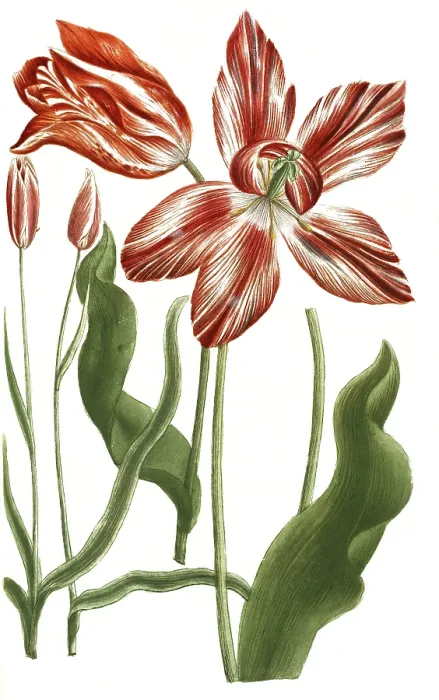 Framed Print : Tulips, Tulipa serotina and Tulipa persica