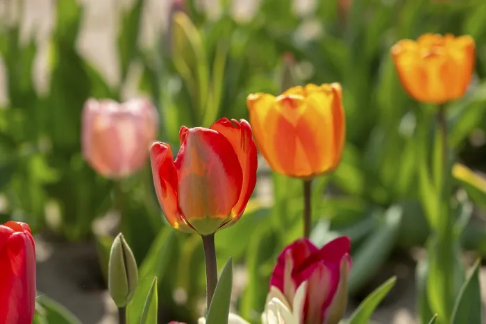 Framed Print : Tulips (Tulipa) in a tulip field
