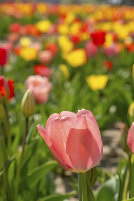 Framed Print : Tulips (Tulipa) in a tulip field Framed Print : Tulips (Tulipa) in a tulip field