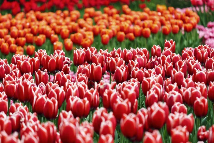 Framed Print : Tulips (Tulipa) in various shades of red Framed Print : Tulips (Tulipa) in various shades of red