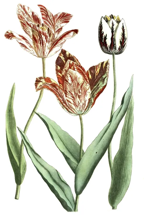 Framed Print : Tulips, Tulipa versicolor and rarissima