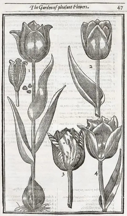 Framed Print : Tulips (Tulipa), woodcut from Paradisi in Sole Paradisus Terrestris by John Parkinson