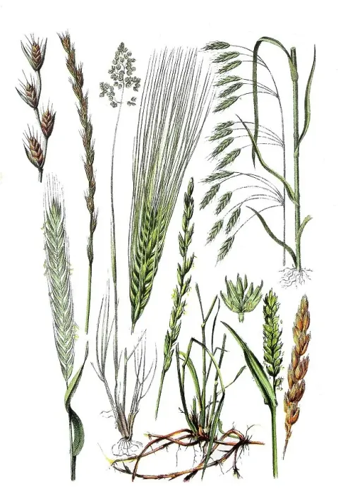 Framed Print : Tumble-leaved lucerne, Lolium temulentum (1st and 2nd from top left) Framed Print : Tumble-leaved lucerne, Lolium temulentum (1st and 2nd from top left)