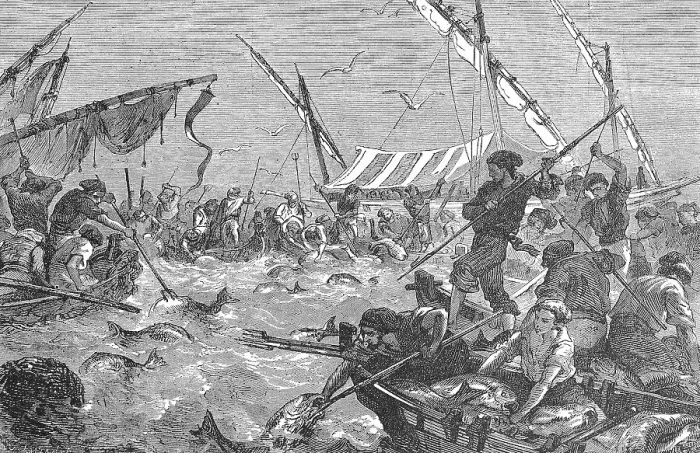 Framed Print : Tuna hunting with harpoons, tuna Framed Print : Tuna hunting with harpoons, tuna