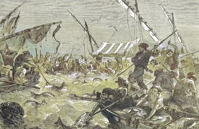 Framed Print : Tuna hunting with harpoons, tuna Framed Print : Tuna hunting with harpoons, tuna
