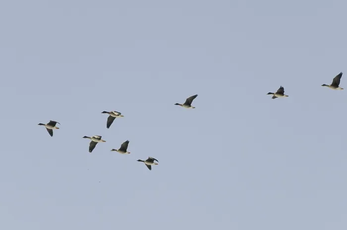 Framed Print : Tundra geese (Anser fabalis rossicus)
