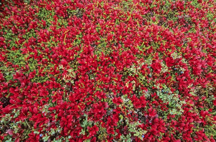 Framed Print : Tundra landscape with Alpine Bearberry in Indian summer