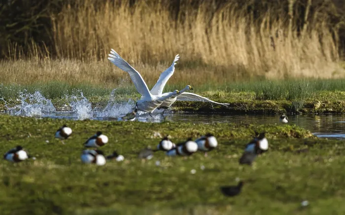 Framed Print : Tundra Swan, Bewick's Swan, Cygnus columbianus in flight at winter in Slimbridge