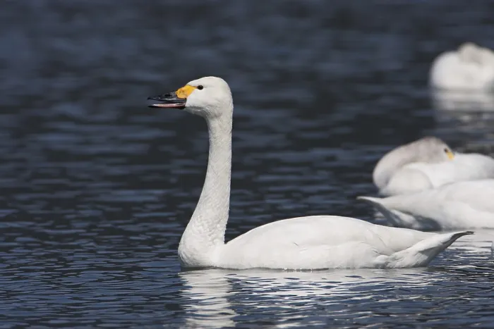 Framed Print : Tundra Swan (Cygnus columbianus bewickii)