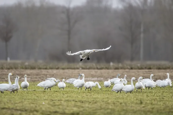 Framed Print : Tundra swans (Cygnus bewickii) approaching Framed Print : Tundra swans (Cygnus bewickii) approaching