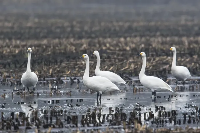 Framed Print : Tundra swans (Cygnus bewickii) stand on harvested cornfield