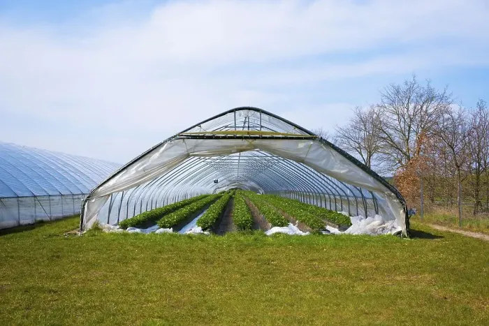 Framed Print : Tunnel Greenhouse with Strawberry Plants