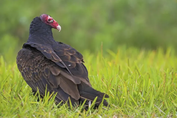 Framed Print : Turkey vulture, (Cathartes aura)