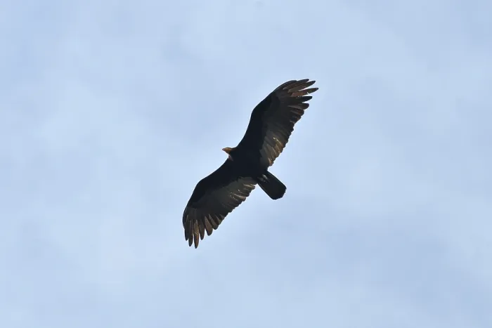 Framed Print : Turkey vulture (Cathartes aura)