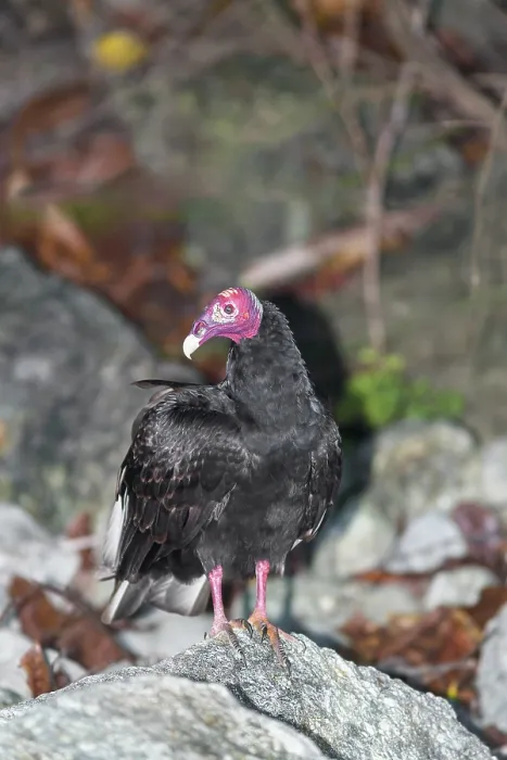 Framed Print : Turkey Vulture (Cathartes Aura)