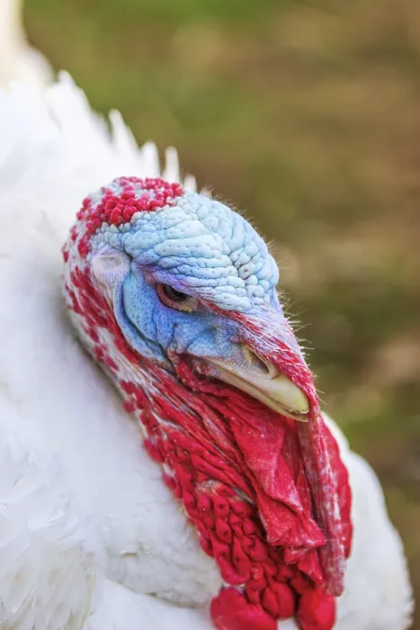 Framed Print : Turkeys from a free-range farm in Hesse