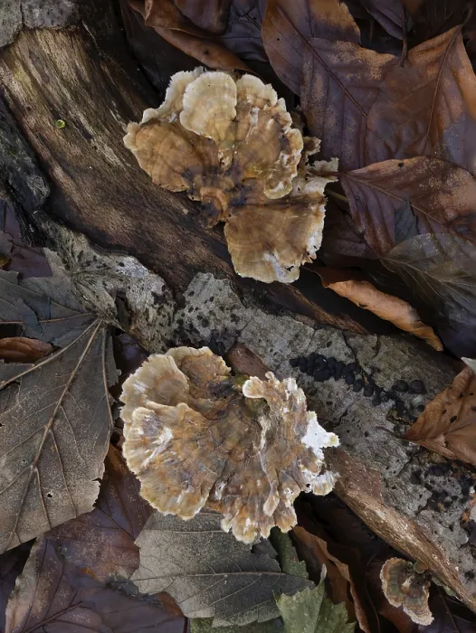 Framed Print : Turkeytail fungus on fallen log in English woodland
