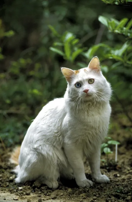 Framed Print : TURKISH VAN HOUSE CAT, adult WITH DIFFERENT COLoured EYES