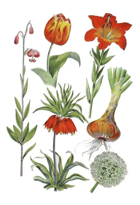 Framed Print : Turk's-bunch lily, Lilium martagon (left)
