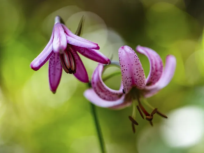 Framed Print : Turk's cap lily (Lilium martagon) Framed Print : Turk's cap lily (Lilium martagon)