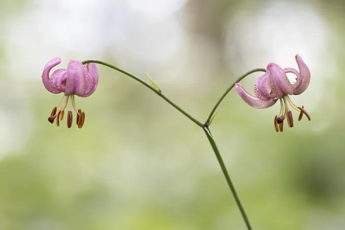 Framed Print : Turk's cap or martagon lily (Lilium martagon)