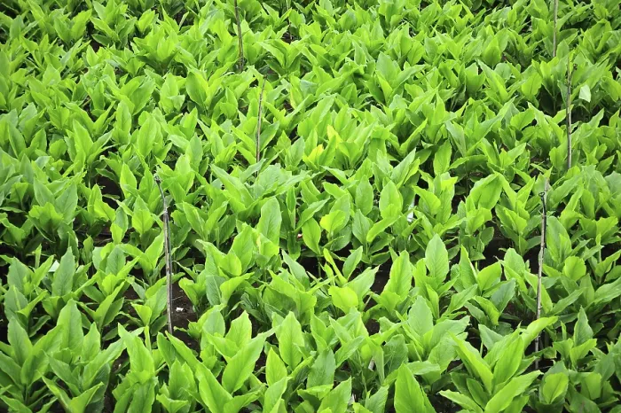 Framed Print : Turmeric at satara Maharashtra India Asia