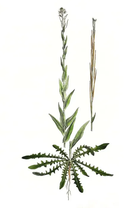 Framed Print : Turmkraut, auch Turmkresse oder Kahle Gaensekresse (Turritis glabra) (Arabis) glabra