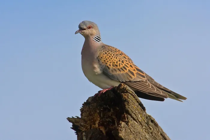 Framed Print : Turtle Dove