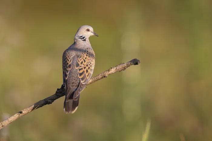 Framed Print : Turtle dove (Streptopelia turtur) on branch Framed Print : Turtle dove (Streptopelia turtur) on branch