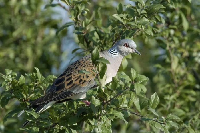 Framed Print : Turtle dove (Streptopelia turtur), Hesse, Germany