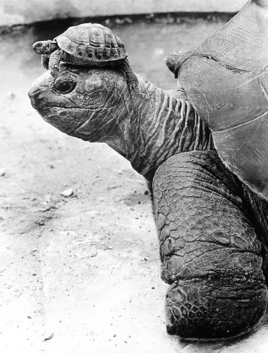 Framed Print : Turtle with small turtle on its head Framed Print : Turtle with small turtle on its head