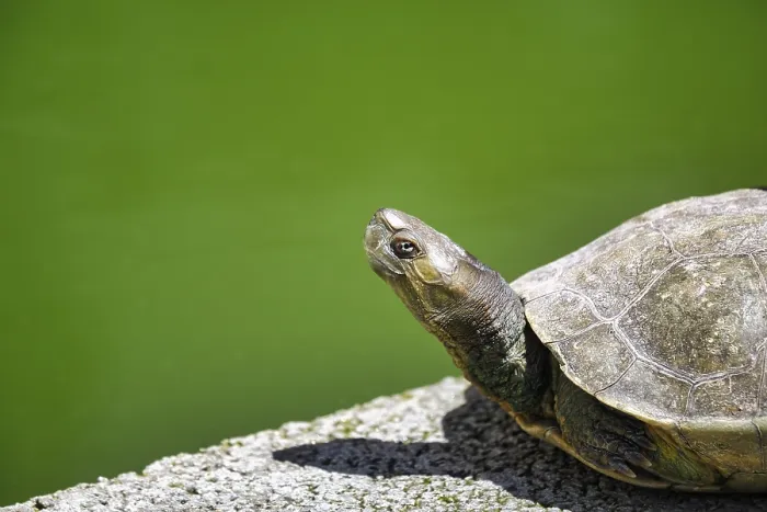 Framed Print : Turtle (Testudinata), captive, sunbathing at the pond