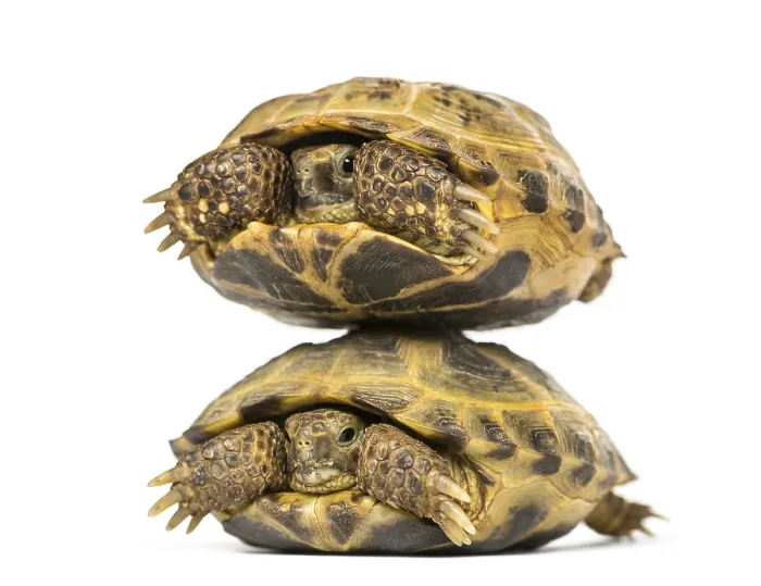 Framed Print : Two turtles one above the other, isolated on white