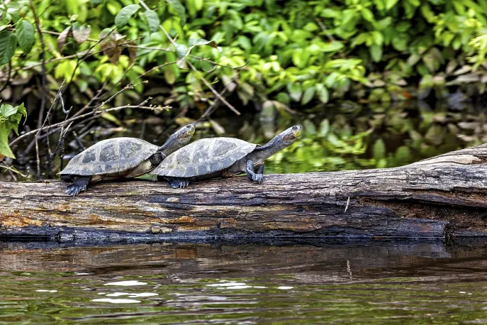 Framed Print : Two turtles on a tree trunk by the water Framed Print : Two turtles on a tree trunk by the water