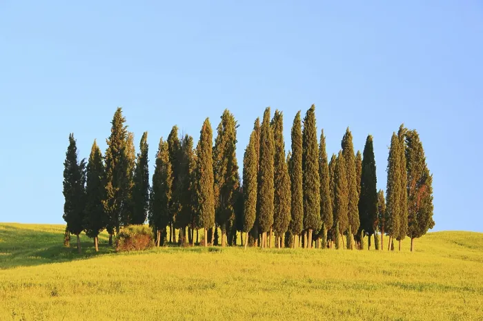 Framed Print : Tuscany forest 09 Framed Print : Tuscany forest 09