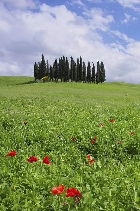 Framed Print : Tuscany forest 13