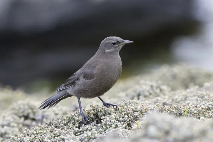 Framed Print : Tussac-bird (Cinclodes antarcticus)