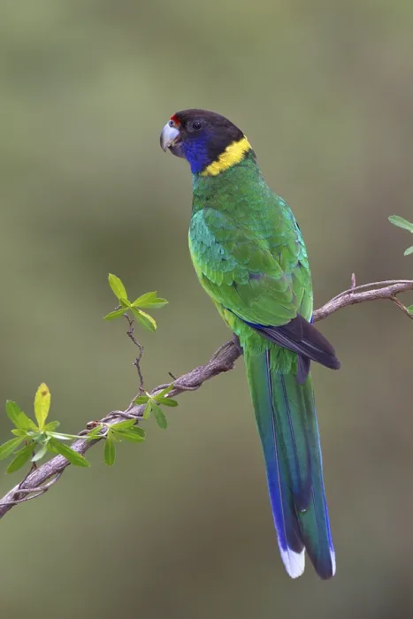 Framed Print : Twenty-eight Parrot (Barnardius zonarius semitorquatus)