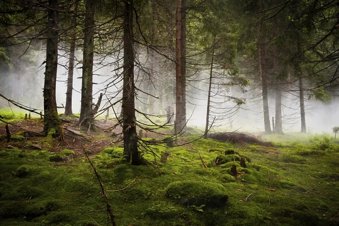 Framed Print : Twilight in the wild coniferous forest. Thick fog Framed Print : Twilight in the wild coniferous forest. Thick fog