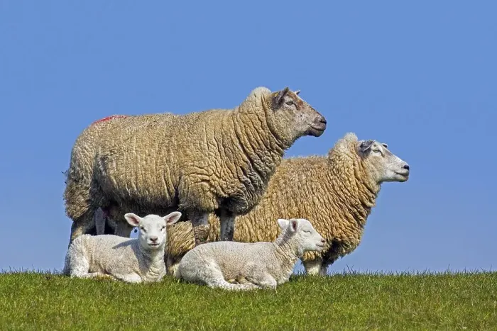 Framed Print : Two twins, white lambs in front of ewes of domestic sheep in meadow Framed Print : Two twins, white lambs in front of ewes of domestic sheep in meadow