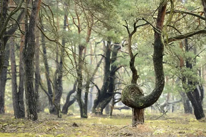 Framed Print : Twisted Pine, oine forest (Pinus) Framed Print : Twisted Pine, oine forest (Pinus)
