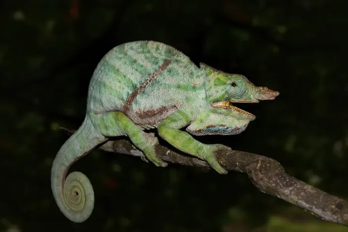 Framed Print : Two-banded Chameleon (Furcifer balteatus) Framed Print : Two-banded Chameleon (Furcifer balteatus)