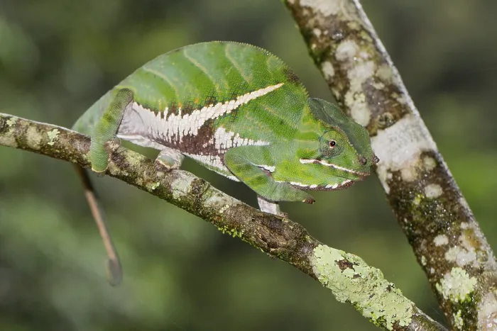 Framed Print : Two-banded chameleon or rainforest chameleon (Furcifer balteatus)
