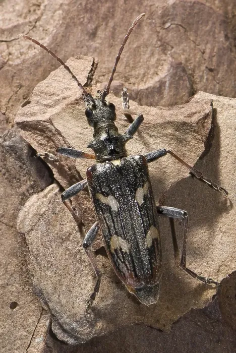 Framed Print : Two-banded longhorn beetle (Rhagium bifasciatum)