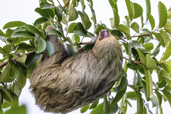 Framed Print : Two-fingered sloth (Choloepus)