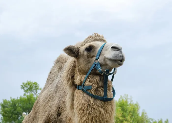 Framed Print : A two-humped camel in the city park