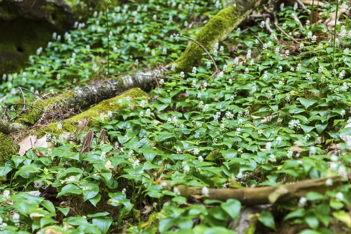 Framed Print : Two-leaved shade flower (Maianthemum bifolium) on the forest floor