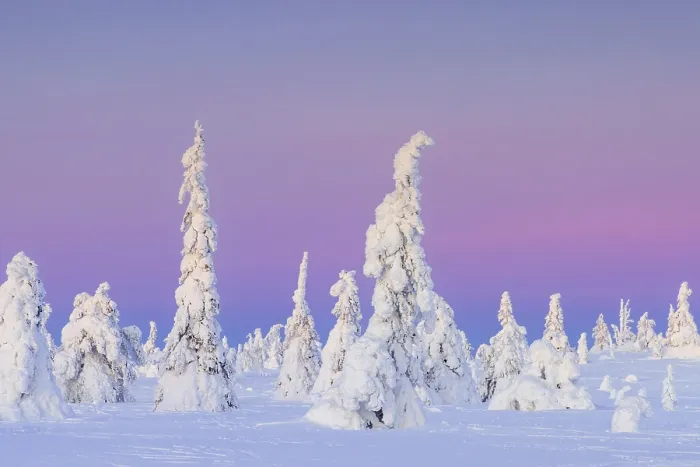 Framed Print : Tykky forest, snow covered spruce trees on the taiga at sunset in winter Framed Print : Tykky forest, snow covered spruce trees on the taiga at sunset in winter