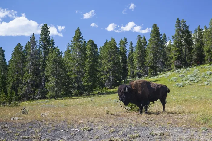 Framed Print : The typical American Bison in the Yellowstone National Park in USA Framed Print : The typical American Bison in the Yellowstone National Park in USA